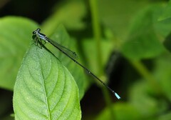 Minagrion mecistogastrum