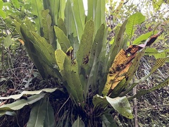 Niphidium crassifolium