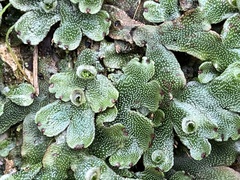 Marchantia chenopoda