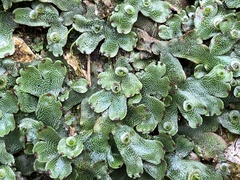 Marchantia chenopoda