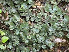 Marchantia chenopoda