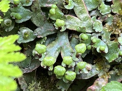Marchantia chenopoda