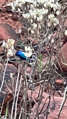 Chrysochus cobaltinus