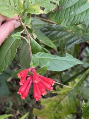 Cestrum fasciculatum