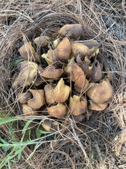 Suillus fuscotomentosus