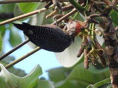 Melanerpes pygmaeus