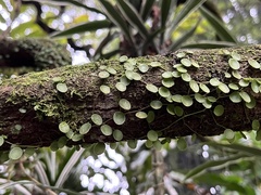 Peperomia rotundifolia