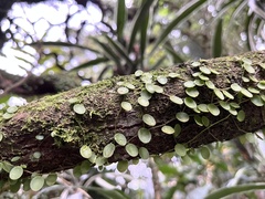 Peperomia rotundifolia