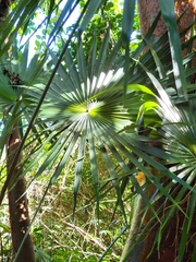 Coccothrinax alta