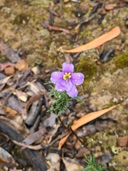 Cheiranthera linearis