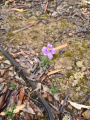 Cheiranthera linearis
