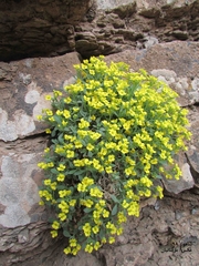 Dielsiocharis kotschyi