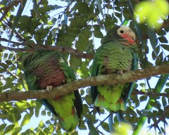 Amazona leucocephala