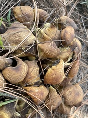 Suillus fuscotomentosus