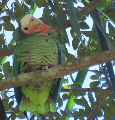Amazona leucocephala