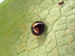 Serangium maculigerum