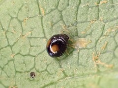 Serangium maculigerum