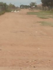 Anser anser domesticus