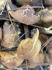 Suillus fuscotomentosus