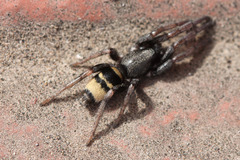 Latonigena auricomis