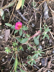 Portulaca amilis