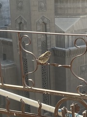 Passer domesticus