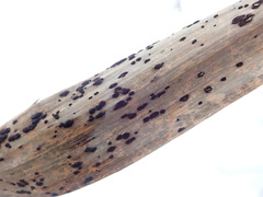 Puccinia