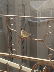 Passer domesticus
