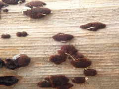 Puccinia