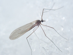 Trichocera