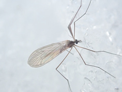 Trichocera