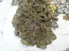 Melanohalea exasperatula