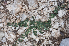 Euphorbia chamaesyce