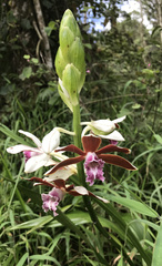 Phaius callosus