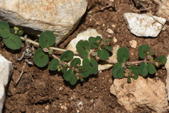 Euphorbia chamaesyce