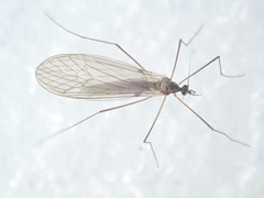 Trichocera