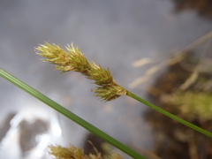 Carex subfusca