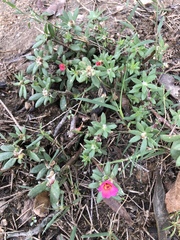 Portulaca amilis