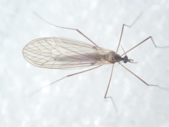 Trichocera