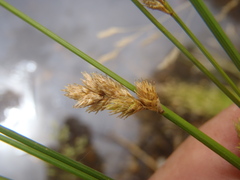 Carex subfusca
