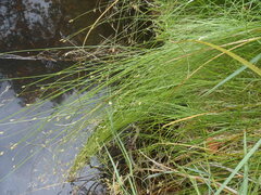 Carex subfusca