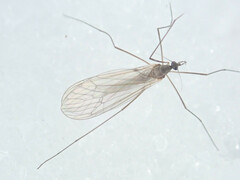 Trichocera