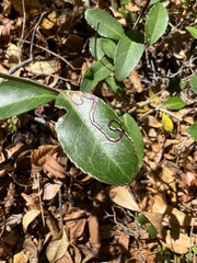 Phytomyza ilicis group