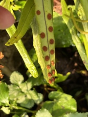 Pleopeltis polylepis