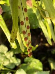 Pleopeltis polylepis