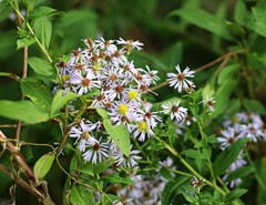 Symphyotrichum elliottii
