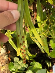 Pleopeltis polylepis