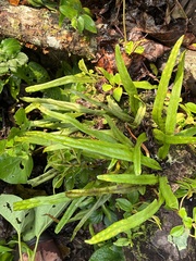 Pleopeltis polylepis