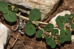 Euphorbia chamaesyce