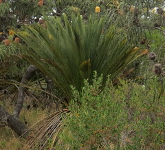 Macrozamia dyeri